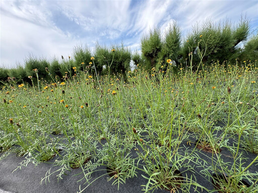 澎湖特有的「風茹」是什麼植物？泡茶可降火解暑、還含有綠原酸等機能成分！