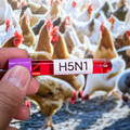 全球高病原性禽流感H5N1疫情嚴峻！防檢署呼籲禽場嚴加防範、未通報者最高處100萬元罰鍰