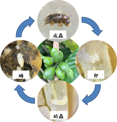 茶改場運用非化學農藥綜合防治技術 讓咖啡果小蠹銷聲匿跡