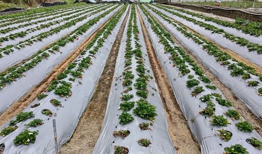 草莓萎凋病衝擊種苗存活率！苗栗場採用土壤消毒法克服連年損害、補植率從70%下降至3%