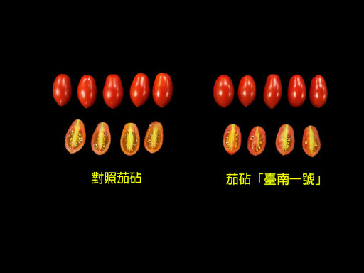穩定產量、強化抗病！歷經8年育成的茄砧「臺南1號」助力番茄產業升級
