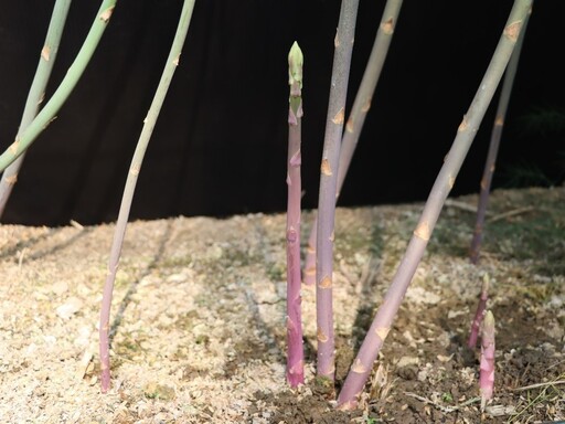 鮮嫩口感、高花青素含量！首支國產紫蘆筍「臺南5號」問世！