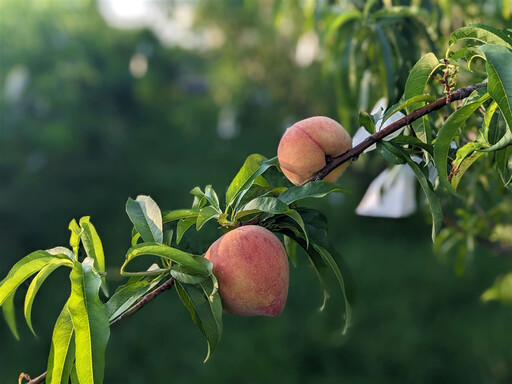 台灣黃肉水蜜桃登場!「紅金」帶芒果香、「杏桃」Q彈耐放甜上市