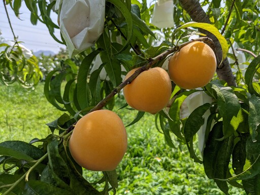 台灣黃肉水蜜桃登場！「紅金」帶芒果香、「杏桃」Q彈耐放甜上市