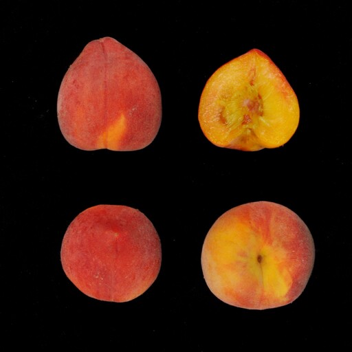 台灣黃肉水蜜桃登場！「紅金」帶芒果香、「杏桃」Q彈耐放甜上市
