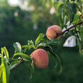 台灣黃肉水蜜桃登場！「紅金」帶芒果香、「杏桃」Q彈耐放甜上市