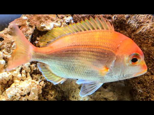 漁獲量驟減9成!水試所突破深海魚繁殖瓶頸、成功育成赤鯮魚苗