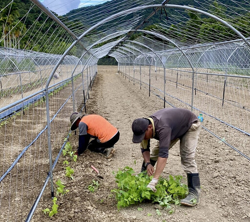 翼豆翻轉部落未來！返鄉青農張豪傑打造SALAMA智慧農場推動原民創生