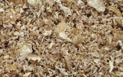 從魚副產物到高蛋白蟲粉！黑水虻開啟台灣水產永續新循環