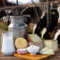 細胞牛奶要量產了！加拿大新創攜手荷蘭乳品巨頭打造無乳牛乳品