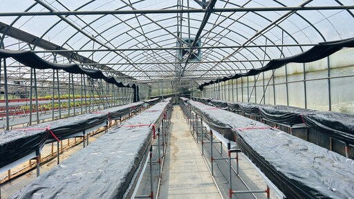從母株到介質全面把關！桃園場揭草莓高效育苗5大實務建議