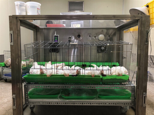 畜試所推精準營養新技術！降低家禽飼料蛋白質 減碳逾6成還能省成本