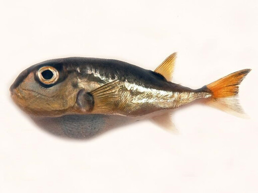 河豚、藍環章魚都含致命毒素 食藥署：誤食恐呼吸衰竭