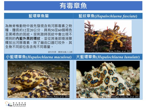 河豚、藍環章魚都含致命毒素 食藥署：誤食恐呼吸衰竭