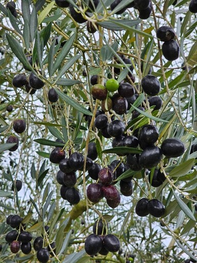 高溫乾旱讓柑橘撐不住!韓國濟州島農民改種橄欖樹求生機