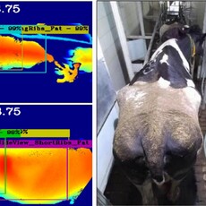 乳牛也有AI保姆！從影像辨識到清糞機器人 智慧農業讓酪農更省力