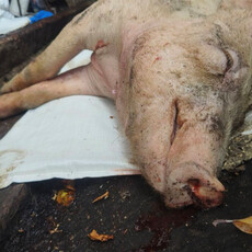 台中疑似發生非洲豬瘟案例！195頭豬預防性撲殺、全國豬隻禁運5天