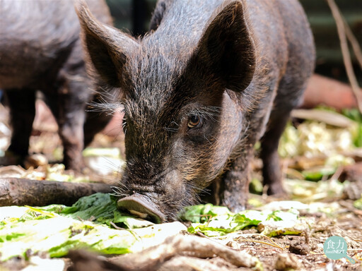 非洲豬瘟後的台灣挑戰：若全面終止廚餘養豬 資源循環如何重啟？