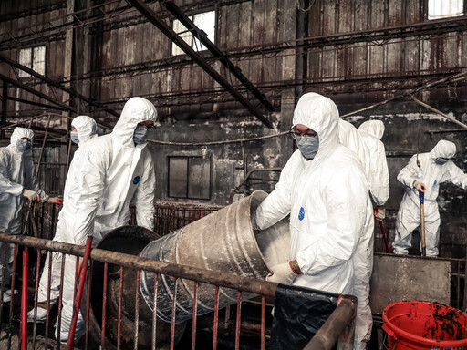 廚餘沒蒸煮、涉塗改銷毀化製三聯單!台中梧棲豬場業者遭羈押禁見