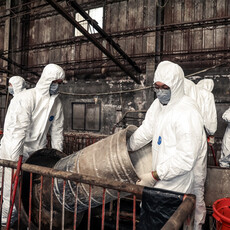 廚餘沒蒸煮、涉塗改銷毀化製三聯單！台中梧棲豬場業者遭羈押禁見