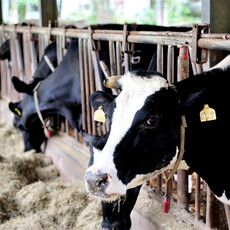 2026年起乳牛死亡保險全面強制化 政府補助保費成、酪農每頭僅負擔925元