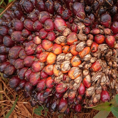 僅18%棕櫚油可追溯源頭 歐盟反毀林新法逼企業加速改革