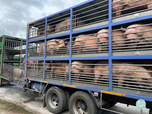 非洲豬瘟疫情受控 陳駿季:11/6中午12時起可運載活豬、11/7零時恢復屠宰與拍賣