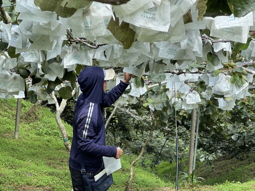 產量稀少、香氣濃郁！台灣首波完熟奇異果開賣 酸甜比例完美再升級
