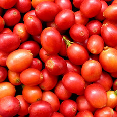 低海拔也能種出精品豆！台灣首個自育咖啡品種「台農1號」 誕生