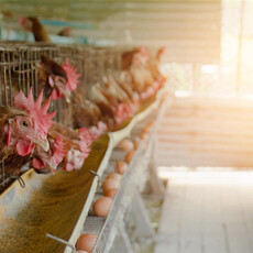 「C碼」雞蛋不安全？非籠飼蛋比較健康？10大雞蛋迷思一次破解！