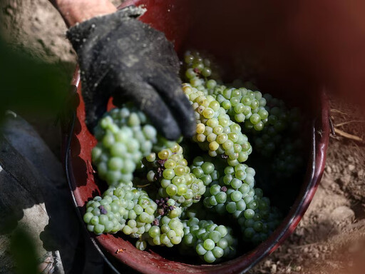 波爾多與干邑大減產!熱浪重擊法國葡萄酒 收成創5年新低