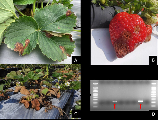 葉枯病致死率可達30% 分子檢測成草莓產業最關鍵的病害監測工具