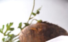 從四十年烘焙不變心：聖瑪莉把永續做成生活習慣