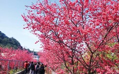 后里櫻花季登場 中市觀旅局：春遊賞櫻賞燈趣