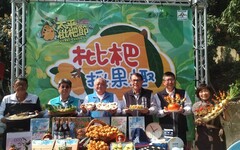 汁多香甜「黃金果」盛產季登場！ 2024太平枇杷節系列活動熱鬧開跑