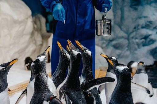 屏東海生館歡度世界企鵝日 馬可羅尼企鵝寶寶萌樣曝光 推夜宿優惠引熱潮