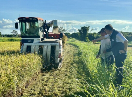 凱米颱風持續進逼！桃園農業局關心水稻搶收