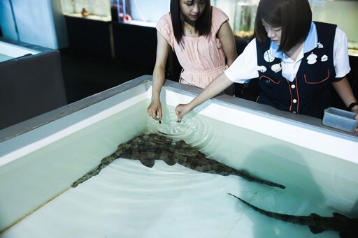 屏東海生館夏驚喜不斷 鳳頭海鸚鵡經歷青澀第1次 探秘體驗餵食鯊魚