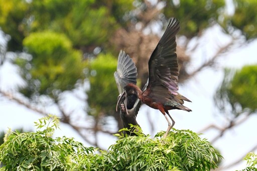 彩䴉南市首見育雛 有可能成為臺灣鳥類新住民