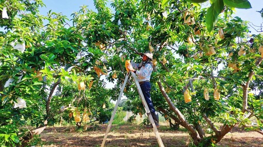 台南晶英幸福降「酪」 住房結合食農體驗 手摘酪梨農林趣