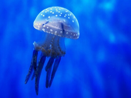 海生館與日本加茂水族館簽訂MOU 超萌水母復育亮麗