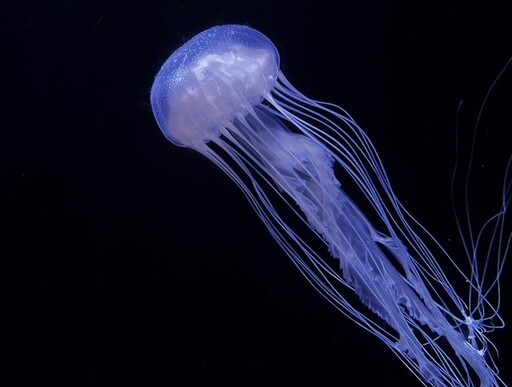 海生館與日本加茂水族館簽訂MOU 超萌水母復育亮麗