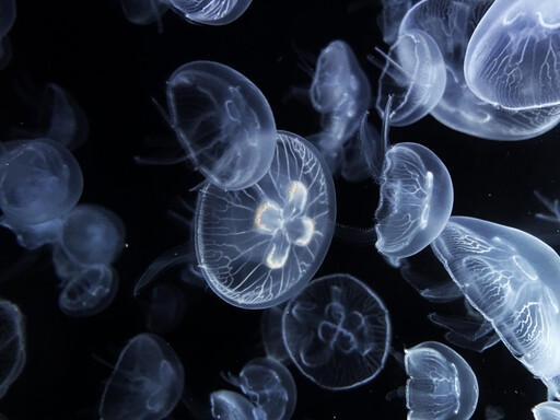 海生館與日本加茂水族館簽訂MOU 超萌水母復育亮麗