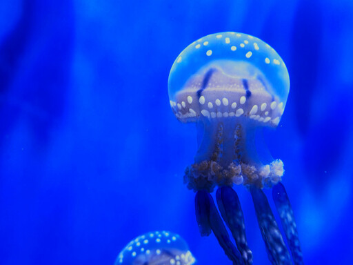 海生館與日本加茂水族館簽訂MOU 超萌水母復育亮麗