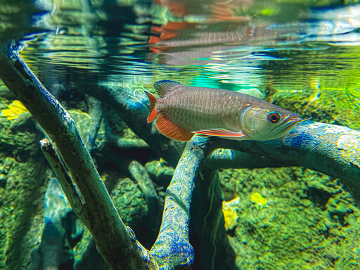 亞洲龍魚陪您迎國慶 屏東海生館10/14前搶機會明年與企鵝近距離接觸