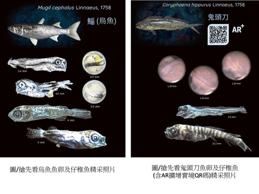 國海院發表首部魚卵仔稚魚AR技術圖鑑 收錄505魚種