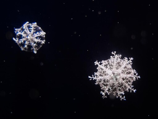 屏東海生館仙后水母朵朵雪花夢幻現身 水下聖誕花圈吸引魚兒搶食