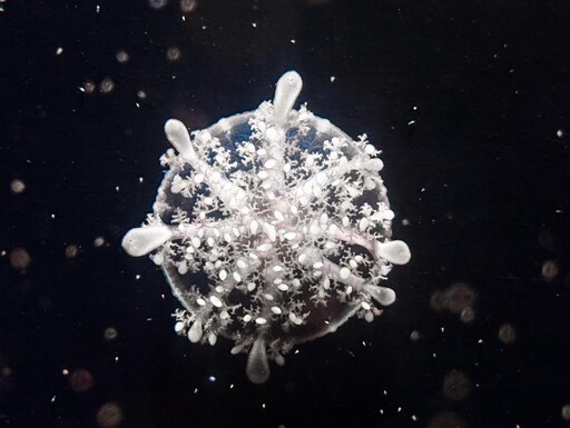 屏東海生館仙后水母朵朵雪花夢幻現身 水下聖誕花圈吸引魚兒搶食