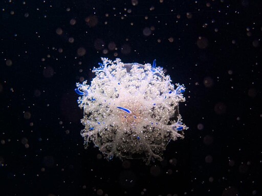 屏東海生館仙后水母朵朵雪花夢幻現身 水下聖誕花圈吸引魚兒搶食