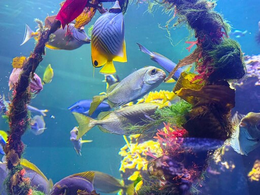 屏東海生館仙后水母朵朵雪花夢幻現身 水下聖誕花圈吸引魚兒搶食